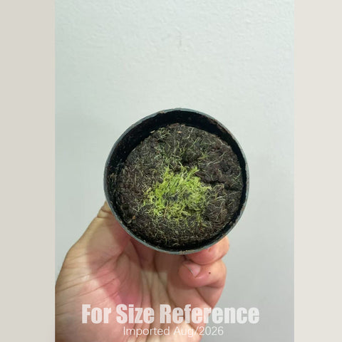 [Bare-root] Utricularia blanchetii  'White' 白花布朗歇狸藻 [2x2cm Seedling][Aug in stock]