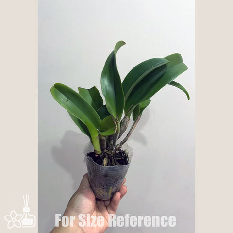 [Potted] Rlc.Haadyai Delight 合艾 [Oct in Stock]