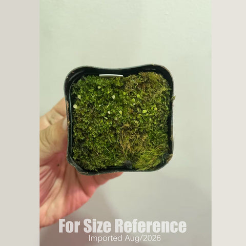 [Bare-root] Utricularia sandersonii ’Blue‘ 小藍兔 [2x2cm Seedling][Aug in stock]