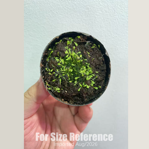 [Bare-root] Utricularia livida "wide petals"  寬葉利維達  [2x2cm Seedling][Aug in stock]