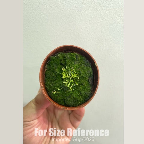 [Bare-root] Utricularia microcalyx 小萼 [2x2cm Seedling][Aug in stock]