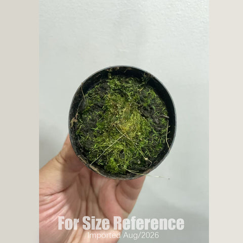[Bare-root] Utricularia subulata 尖葉  [2x2cm Seedling][Aug in stock]