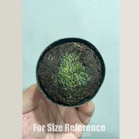 [Bare-root] Utricularia blanchetii  'pink' 粉花布朗歇狸藻 [2x2cm Seedling][Aug in stock]