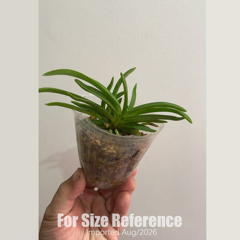 [Bare-root] Neofinetia (V.) falcata Furan 普通風蘭 [2.5" BS][Aug in stock 26]