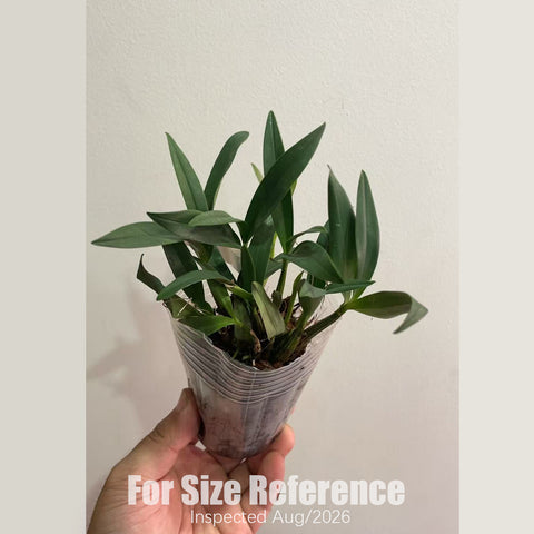 [Rooted] Den. kingianum "silcockii" 白色澳洲香水石斛 [2.5" BS][Aug in stock 26]