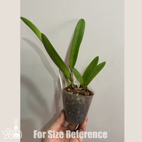 [Bare-root]Rby. Copper Queen 青銅皇后 [Oct in Stock]