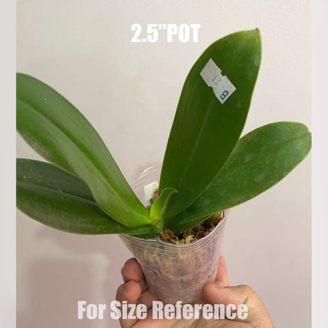 [Bare-root]Phal Valentinii 瓦倫 [Aug in Stock]