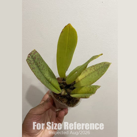 [Rooted][AS-IS] Psychopsis Mariposa 蛾形文心 [2.4" BS][Aug in stock]