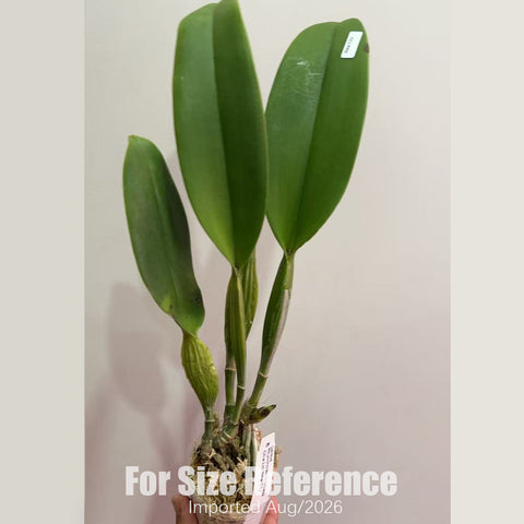 [Bare-root] #CA# Rlc. Chia Lin 'New City' [2.8 BS][Aug in stock 26]