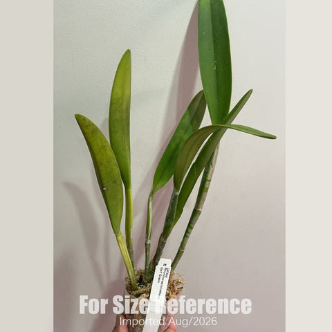 [Bare-root] #CA# Rlc. Golf Green [2.8 BS][Aug in stock 26]