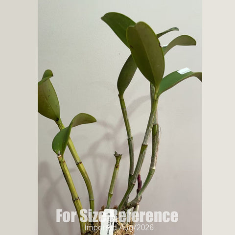 [Bare-root] #CA# Cattleya Green Emerald 小花豹 [2.8 BS][Aug in stock 26]