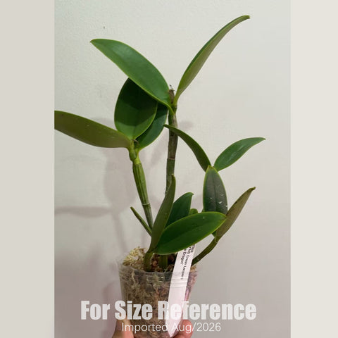 [Bare-root] #CA# C. YNS Green Leopard 'Jade Dragon' [2.8 BS][Aug in stock 26]