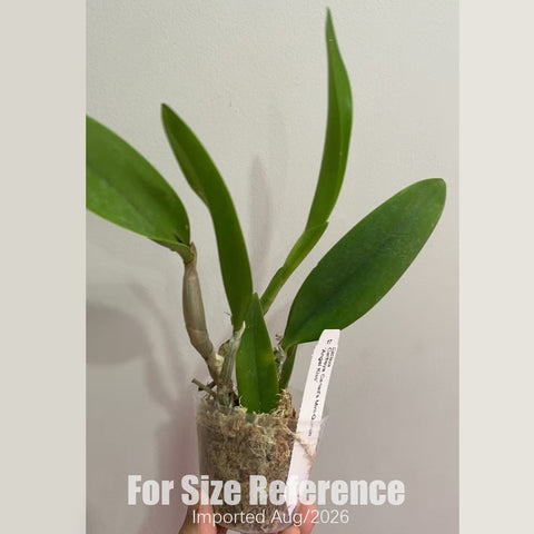 [Bare-root] #CA# Cattleya Cariad's Mini-Quinee 'Angel Kiss' [2.8 BS][Aug in stock 26]