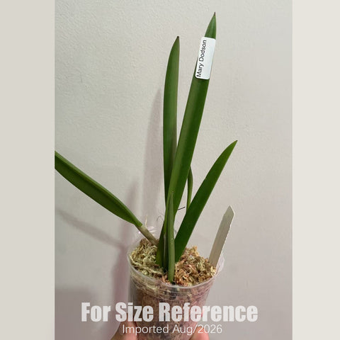 [Bare-root] #CA# Bc. Mary Dodson (MC) [2.8 BS][Aug in stock 26]