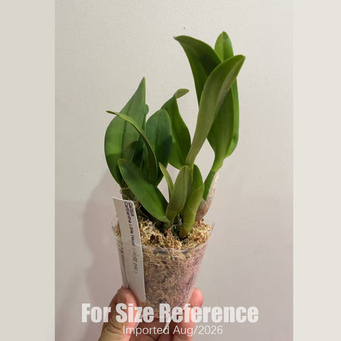 [Bare-root] #CA# #Mini Cat# Ctt. Little Hazel 小哈雷 (MC) [2.4 BS][Aug in stock 26]
