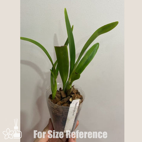 [Bare-root]Guaritonia Why Not 嘉布蘭 [Oct in Stock]