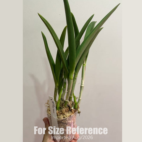 [Bare-root] #CA# Bc. Clear Stars [2.8 BS][Aug in stock 26]