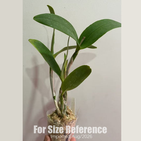 [Bare-root] #CA# Rlc. Village Chief North 'Green Genie' 綠精靈 [2.8 BS][Aug in stock 26]