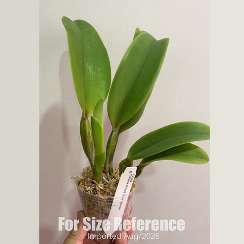 [Bare-root] #CA# Cattleya Dinard 'Blue Heaven' AM/AOS [2.8 BS][Aug in stock 26]