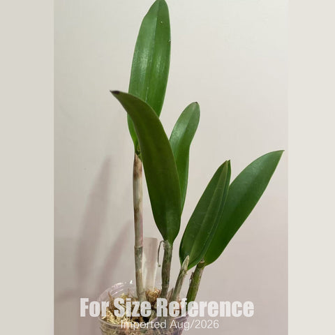[Bare-root] #CA# Procatavola Wufong Jade 'Sheng-Yi' 霧峰寶石 [2.8 BS][Aug in stock 26]