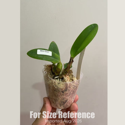 [Bare-root] #CA# #Mini Cat# Cattleya Tangerine Fire 'Mini-Sun' [2.8 BS][Aug in stock 26]