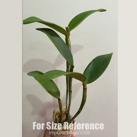 [Bare-root] #CA# Cattleya Yuan Dung Sweet 'Dragon Fruit 火龍果' [2.8 BS][Aug in stock 26]
