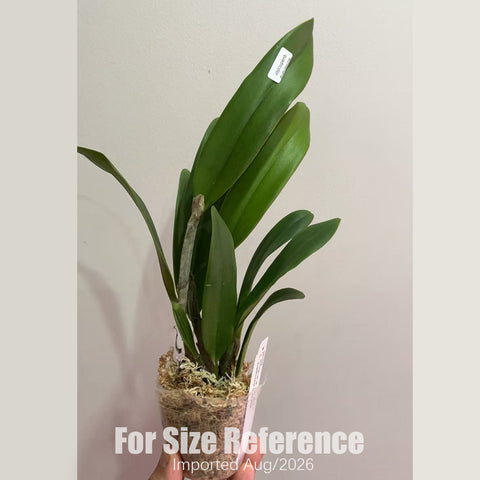 [Bare-root] #CA# C. schilleriana coerulea × C. quadricolor coerulea [2.8 BS][Aug in stock 26]