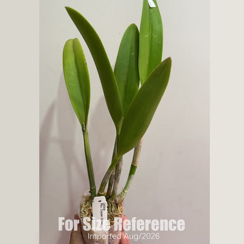 [Bare-root] #CA# Rby. Copper Queen [2.8 BS][Aug in stock 26]
