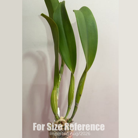 [Bare-root] #CA# Rlc. Toshie Aoki 'Starburst' 星爆 [2.8 BS][Aug in stock 26]