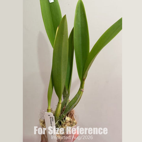 [Bare-root] #CA# Mcv. Frances Fox [2.8 BS][Aug in stock 26]