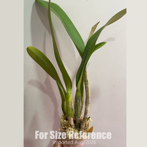[Bare-root][Import AS-IS] #CA# C. Triumphans [2.4 BS][Aug in stock]