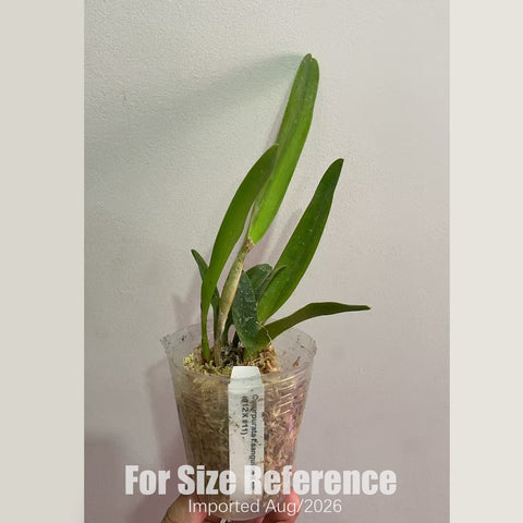 [Bare-root]C. purpurata sanguinia xsib (#12 x #1) 血紅婆婆 [2.4" NBS][Aug in stock]