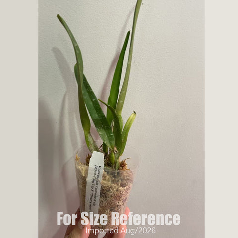 [Bare-root]C.purpurata f. carnea x sib ('2010-1 Big Lip' x 'Cherry New') [2.4" NBS][Aug in stock]