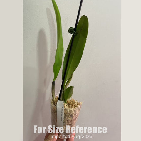 [Bare-root] #CA# Laelia tenebrosa aurea [2.4" NBS][Aug in stock]