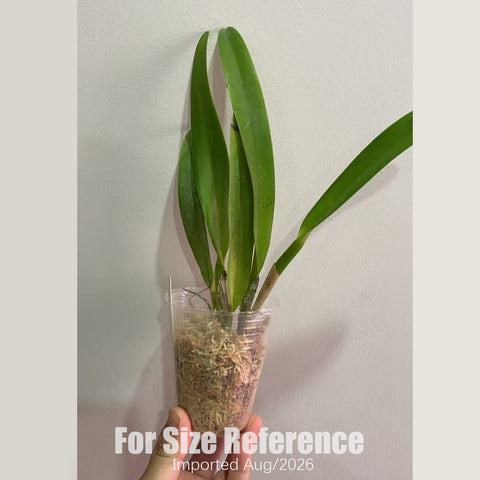 [Bare-root] Cattleya warscewiczii coerulea 'Ituango' 瓦塞维奇硬地狗  [2.4 NBS][Aug in stock]