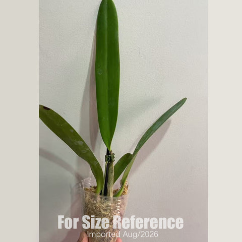 [Bare-root] C. mossiae f. semi alba striata 半白莫西插角 [2.4 NBS][Aug in stock]