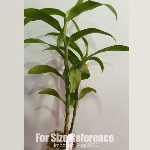 [Bare-root] Den.  Frosty Dawn 香橙 [2.8 BS][Aug in stock 26]