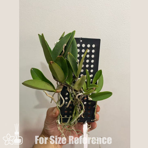 [Bare-root]Cattleya Jairak Cute 小甜心 [Oct in stock]
