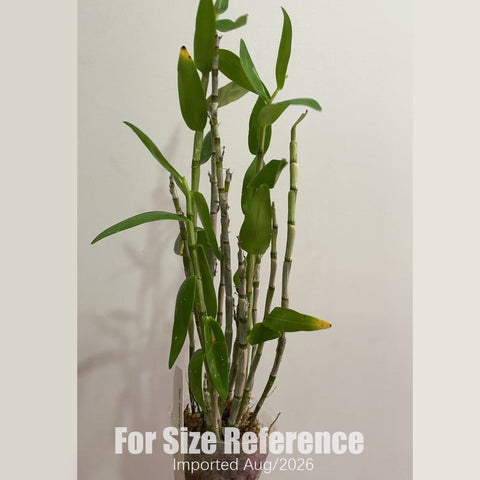 [Bare-root] D. Petite Parasol 小陽傘 [2.8" BS][Aug in stock 26]