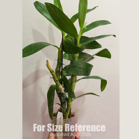 [Bare-root] D. Oriental Magic "Carmen" 卡門 [2.8 BS][Aug in stock 26]