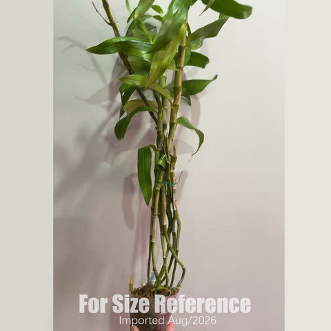 [Bare-root] Den. smillieae var. album綠寶石 [2.8 BS][Aug in stock 26]