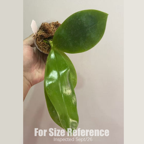 [Bare-root][New] #PA# Phal. Jennifer Palermo [2.4" BS][Sept in stock 26]