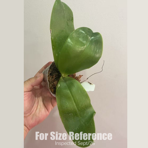 [Bare-root] #PA# Phal. bellina 'Red Apple x Alba' [2.5" BS][Sept in stock 26]