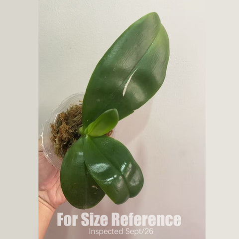 [Bare-root][AS-IS] #PA# Phal. bellina × sib 美麗娜 [2.5" BS][Sept in stock 26]