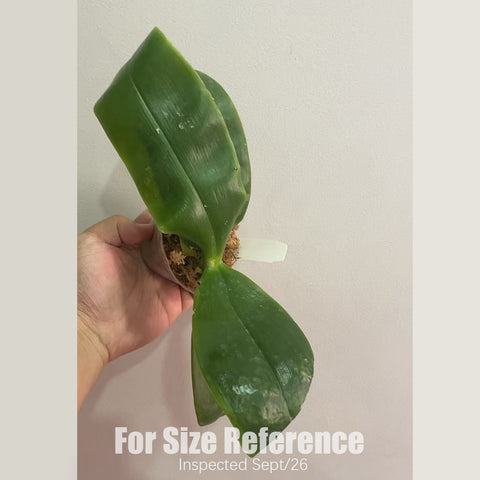 [Bare-root][AS-IS] #PA# Phal. bellina f. coerulea 藍貝利娜 [2.4" BS][Sept in stock 26]