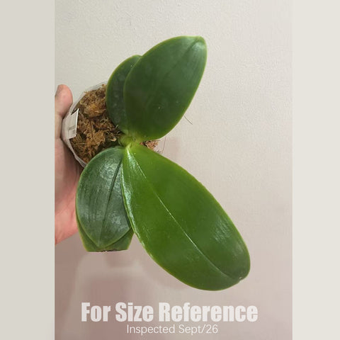 [Bare-root] #PA# Phal. bellina, fire shape 火字貝利那 [2.4" BS][Sept in stock 26]