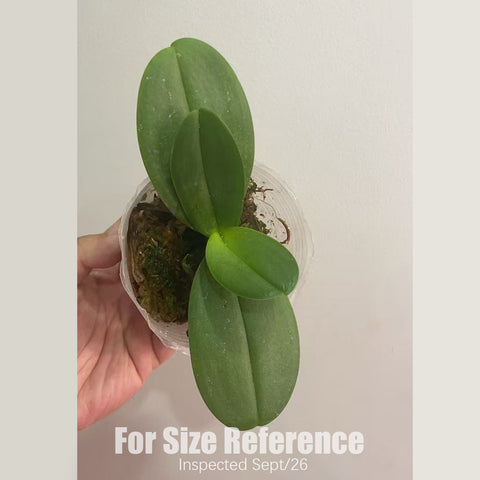 [Bare-root][AS-IS] #PA# Phal. Golden Lava [2.4" BS][Sept in stock 26]