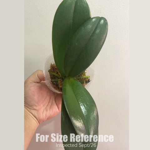 [Rooted] #PA# Phal. Charming Flamingo 鮮明火鶴 [2.5" BS][Sept in stock 26]