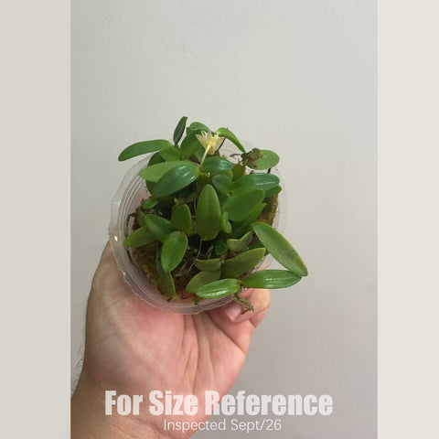 書房。 hymenanthum × sib 茉香石斛