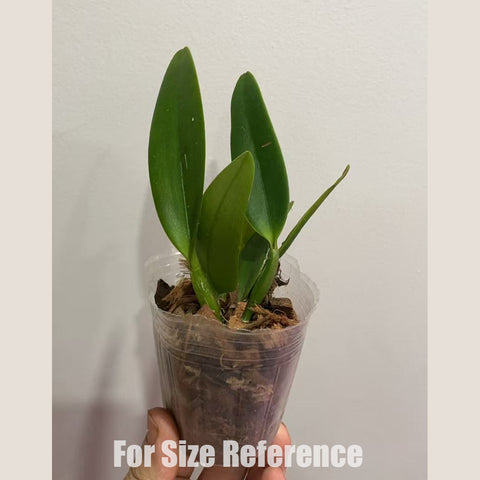 [Bare-root] #Mini Cat# Rth. Love Beauty 愛神 [Oct in Stock]